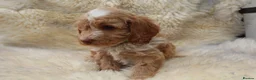 Cockapoo dogs for sale: FI CHAMPAGNE AND WHITE  MALE FROM 5* BREEDER - Advert 16