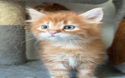Mixed Breed cats for sale: Beautiful Gingers - Advert 4