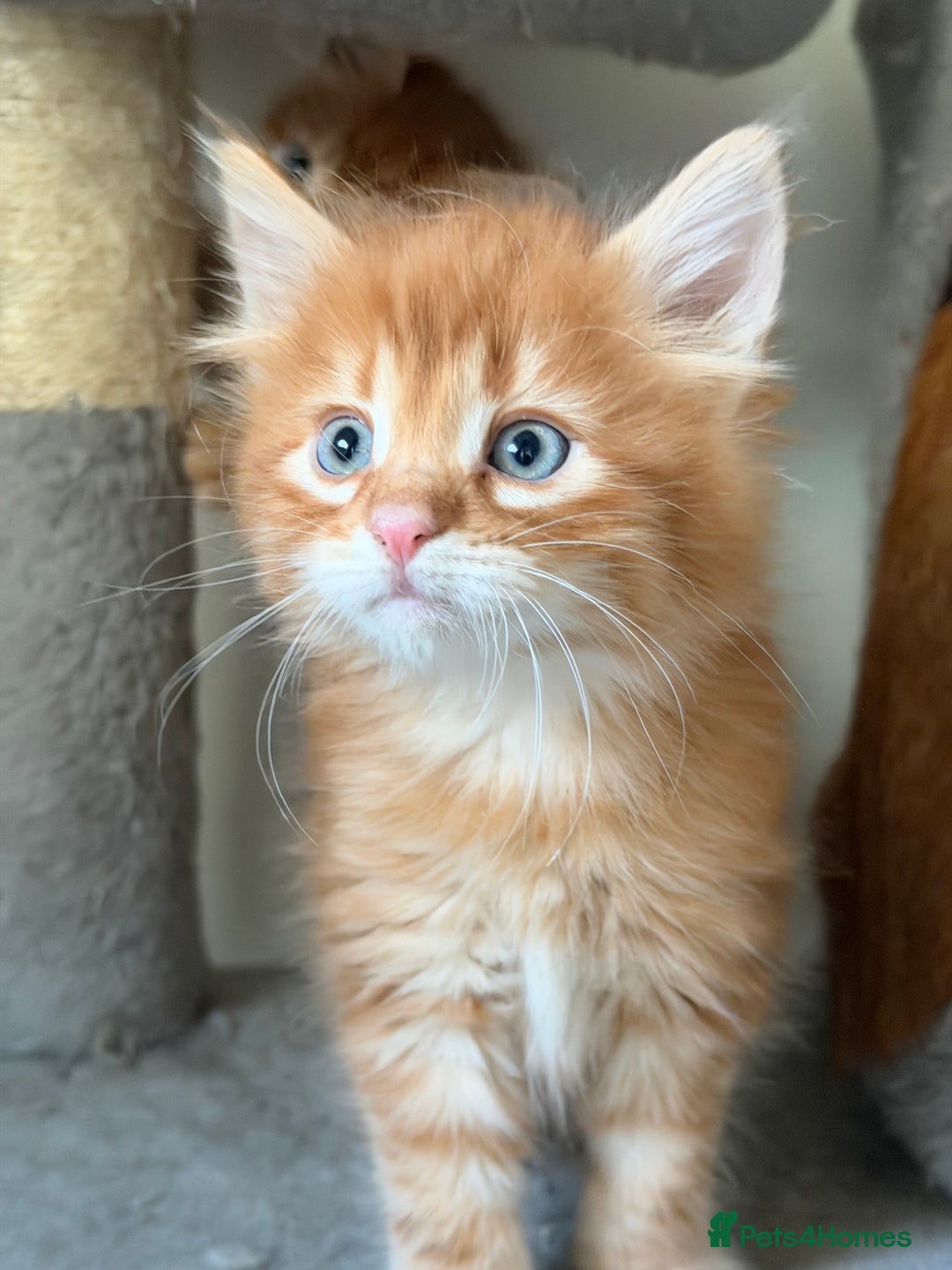 Mixed Breed cats for sale: Beautiful Gingers - Advert 4