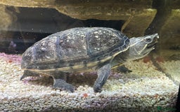 Turtle reptiles for sale: Musk Turtle for Sale – Healthy & Well-Cared-For 🐢 - Advert 1