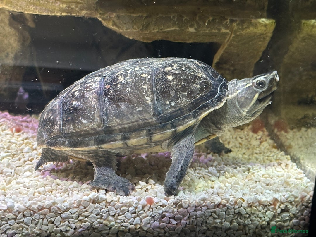 Turtle reptiles for sale: Musk Turtle for Sale – Healthy & Well-Cared-For 🐢 - Advert 1