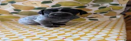 German Shorthaired Pointer dogs for sale: German Shorthaired Pointer - Advert 2