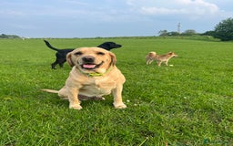 Labrador Retriever dogs for sale: Beautiful Labrador  - Image 12