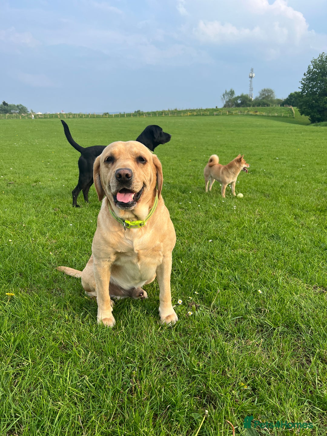 Labrador Retriever dogs for sale: Beautiful Labrador  - Image 12
