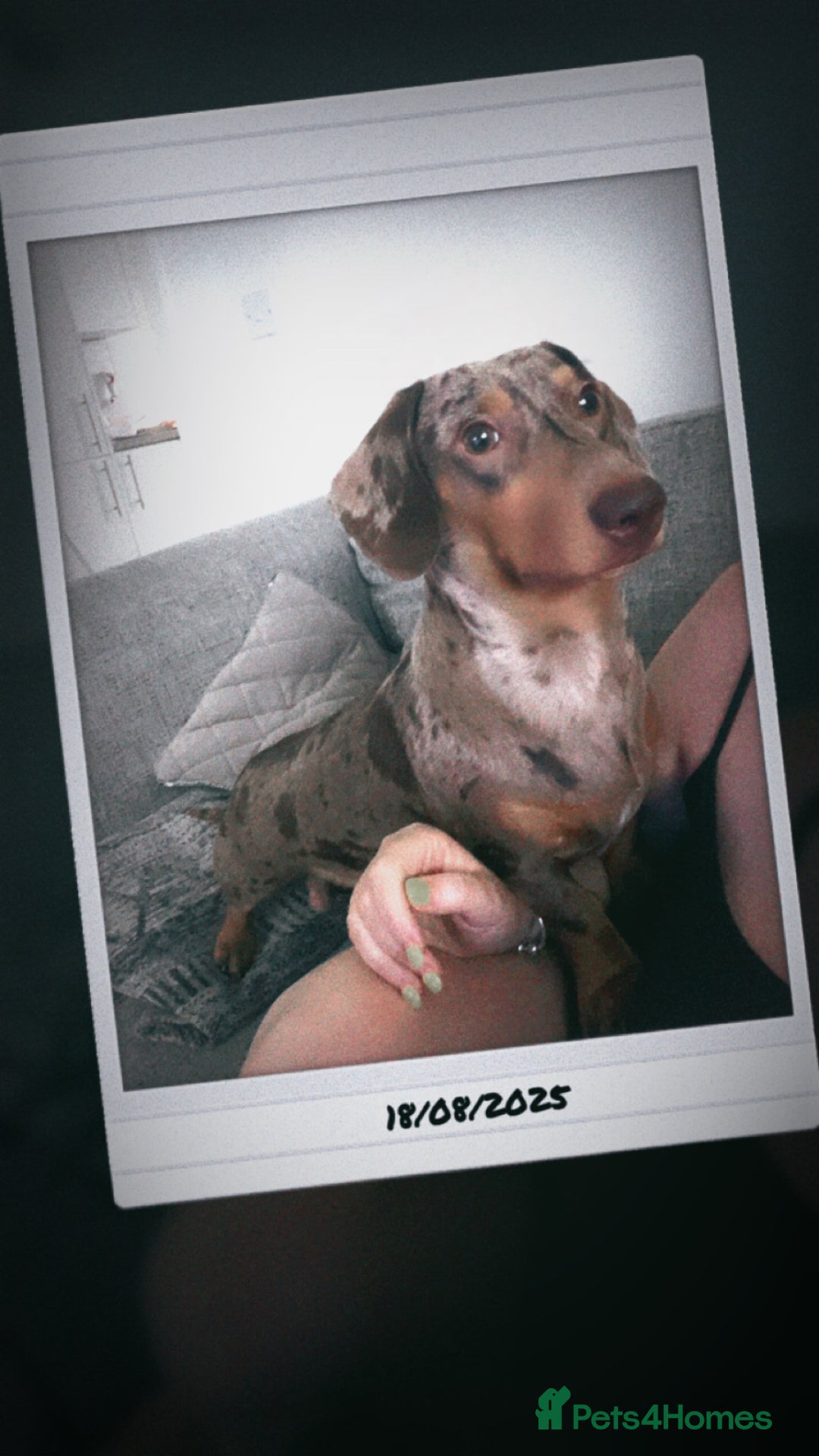 Miniature Dachshund dogs for stud: Mini dachshund stud in Leeds - Advert 7