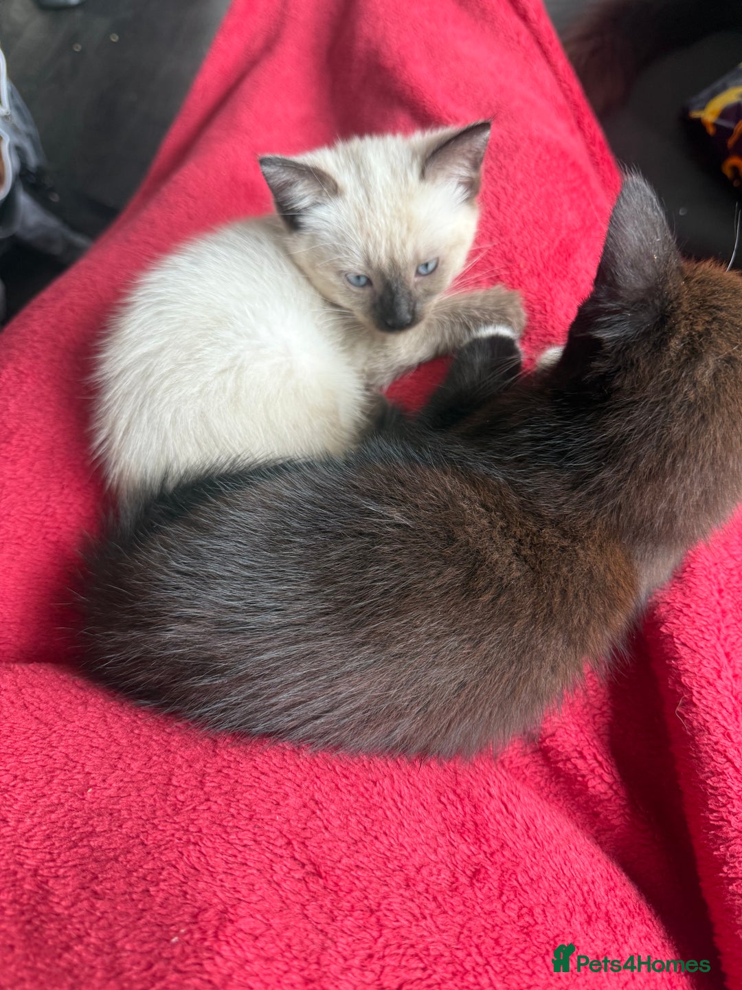 Mixed Breed cats for sale: tuxedo ghost tabby kittens - Image 30