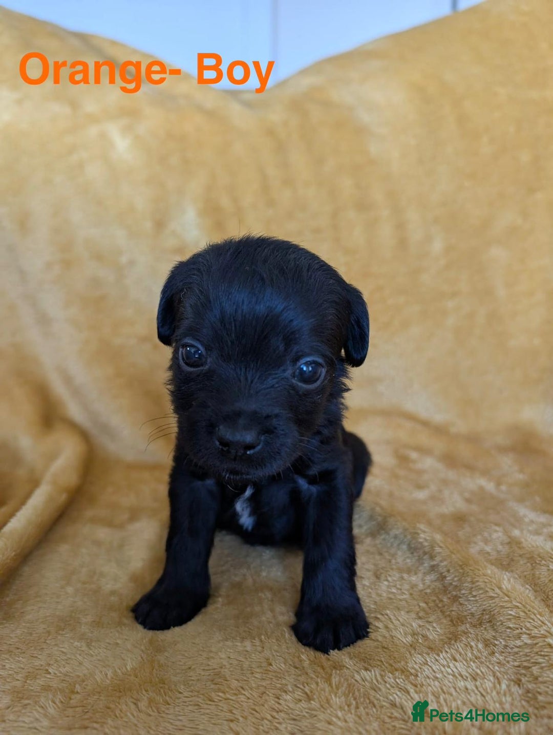 Mixed Breed dogs for sale: Beautiful Border terrier/Patterdale terrier pups - Advert 14