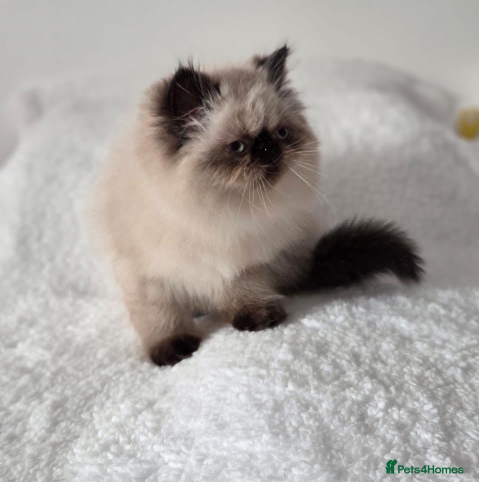Persian cats Persian Himalayan Kittens - Advert 2