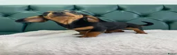 Miniature Dachshund dogs for sale: 5⭐️Licensed. PRA clear mini daxis - Advert 5