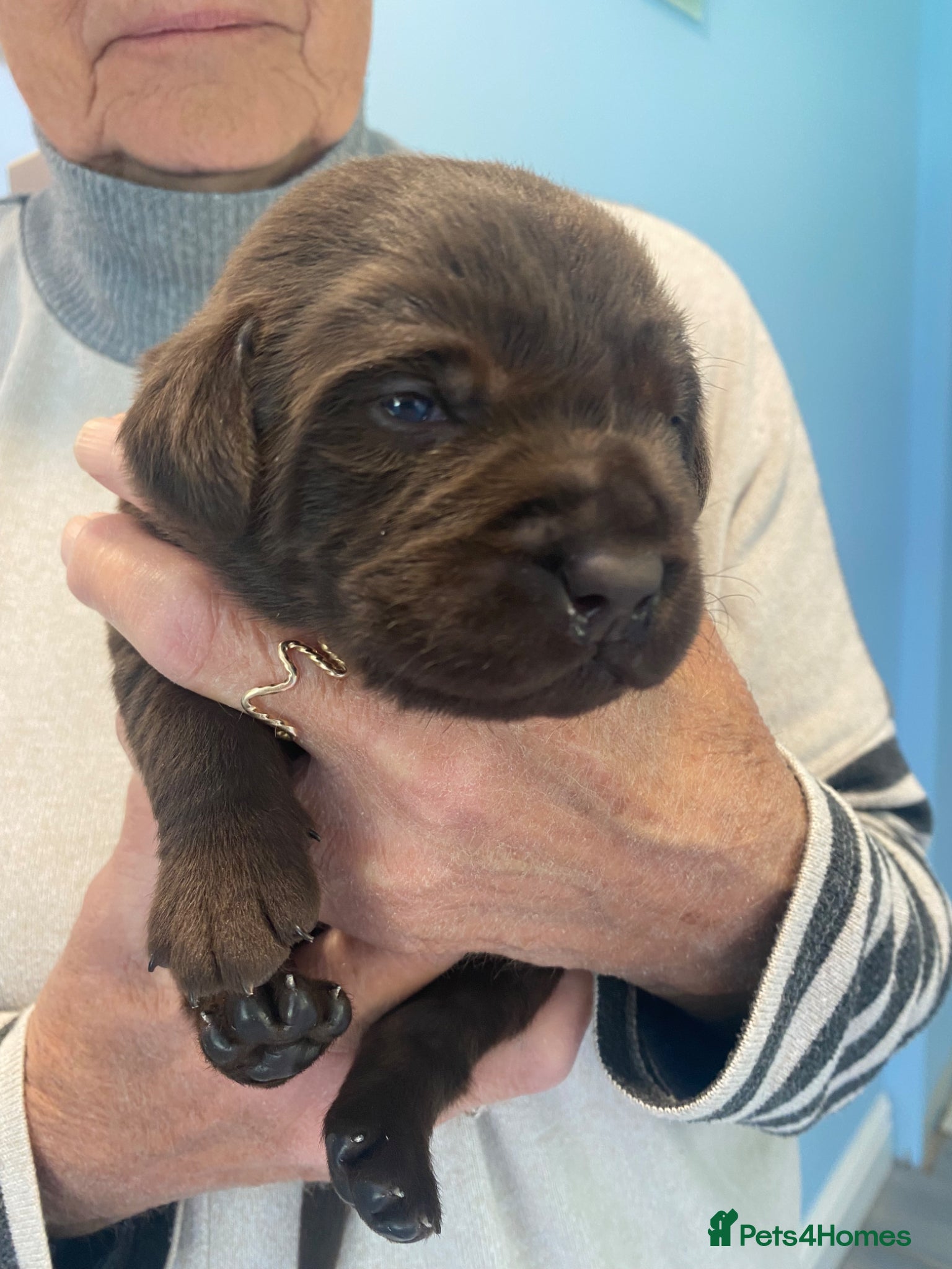 Labrador Retriever dogs KC Registered Chocolate Labrador Puppies - Advert 15