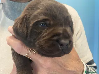 Labrador Retriever dogs KC Registered Chocolate Labrador Puppies - Advert 15