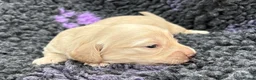 Dachshund dogs for sale:  Miniature Long Haired Dachshund puppies - Advert 5