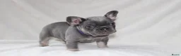 French Bulldog dogs for sale: 💜BLUEBELLE  THE LAST LITTLE BLUE GIRL 💜 - Advert 27