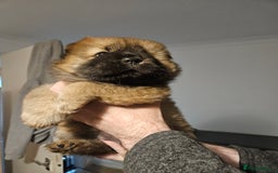 Chow Chow dogs for sale: Chow chow puppies  - Image 7
