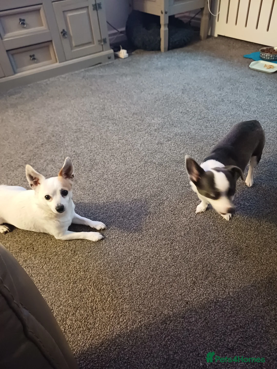 Mixed Breed dogs for sale: JACKAWAWA in Bishop Auckland - Advert 1