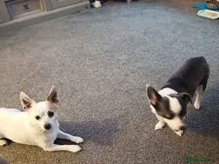 Mixed Breed dogs JACKAWAWA - Advert 5