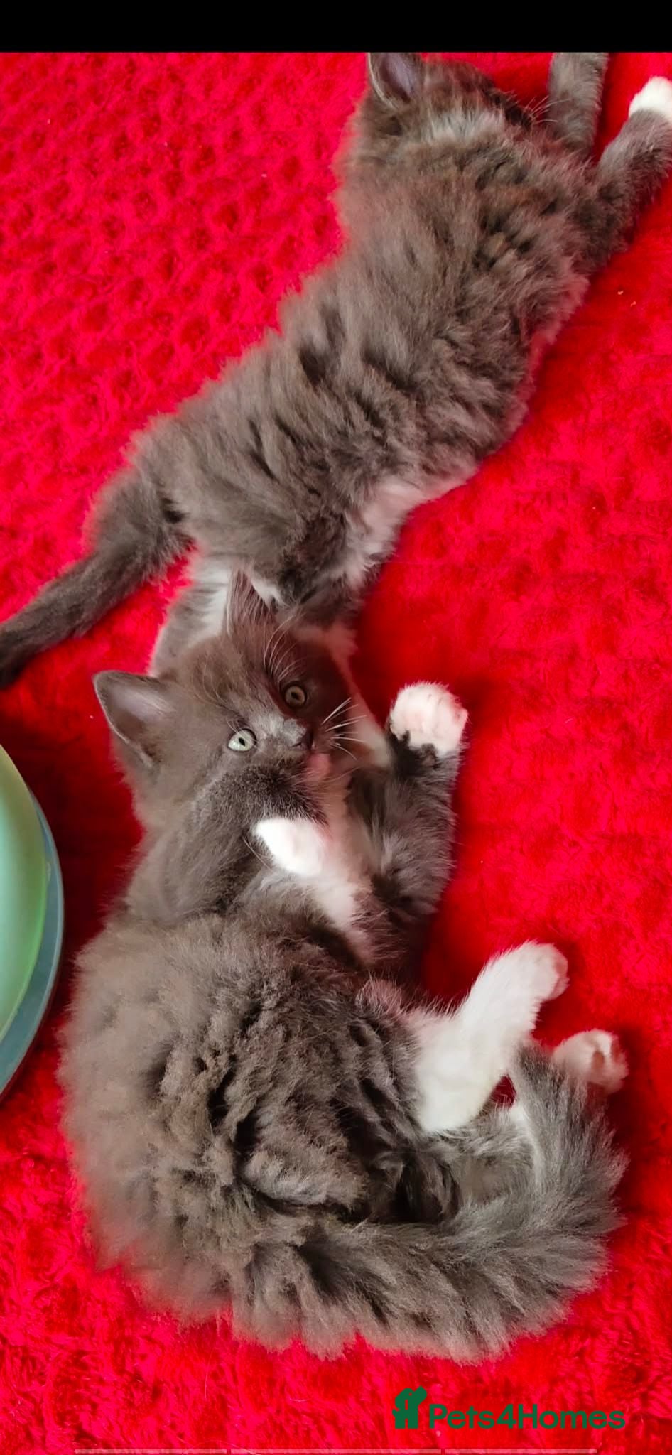 Mixed Breed cats KITTENS - Advert 1