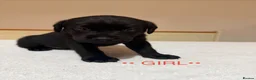Labrador Retriever dogs for sale: Labrador puppies for sale   - Advert 8