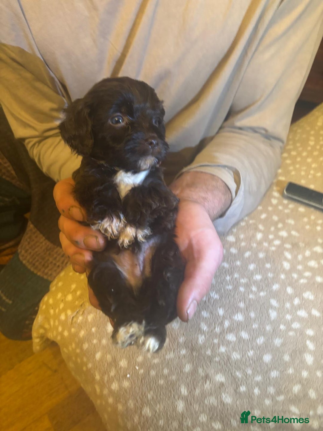 Cockapoo dogs for sale: Chocolate&white miniature  f2 Cockapoo puppies  - Advert 11