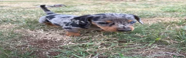 Miniature Dachshund 2
