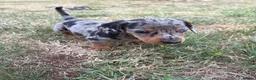 Miniature Dachshund dogs for sale: Miniature Dachshund Puppies  - Advert 4