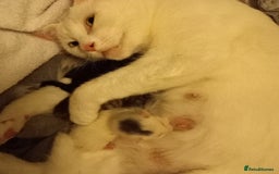 Mixed Breed cats for sale: 2 white 2 black  - Image 7
