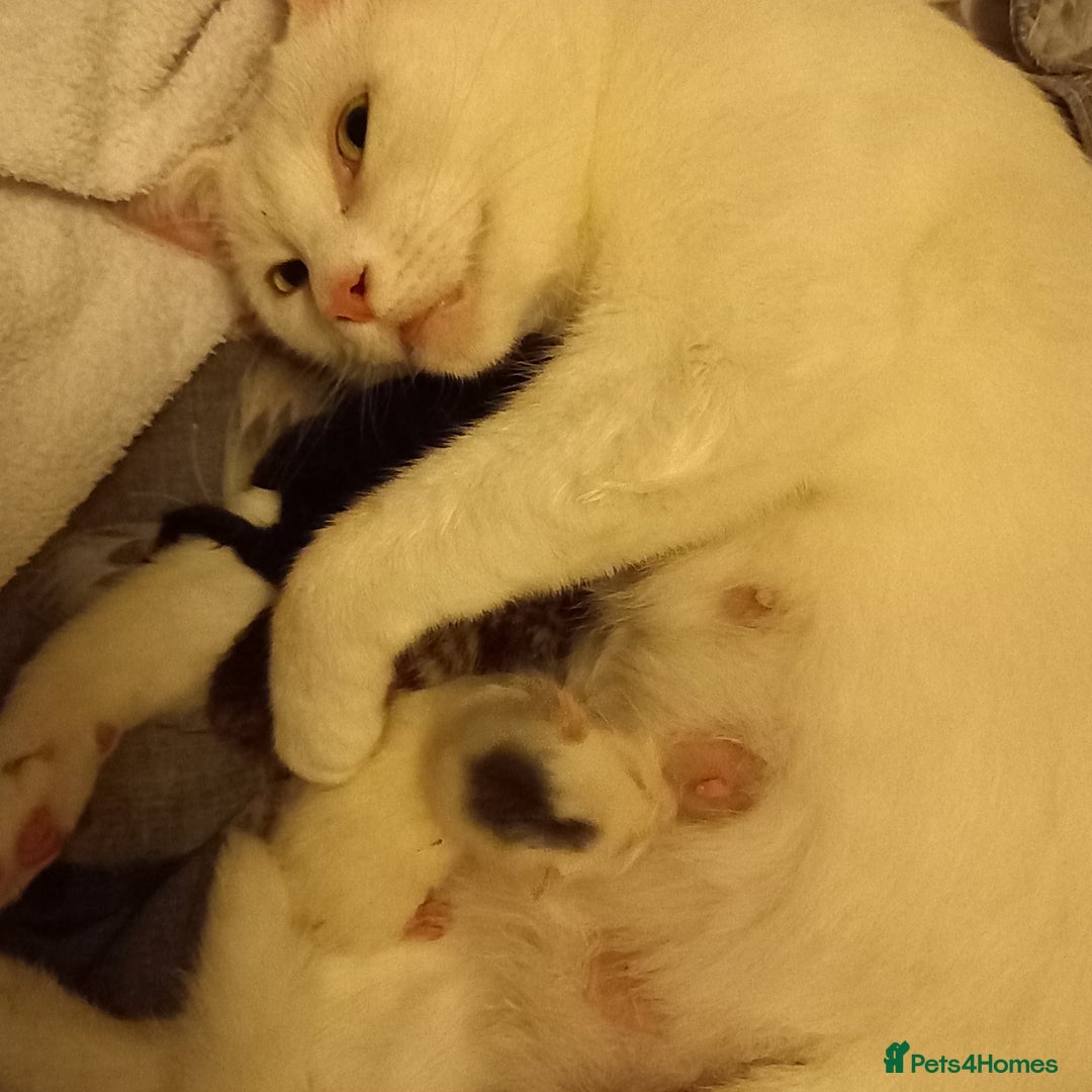 Mixed Breed cats for sale: 2 white 2 black  - Image 7