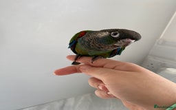 Conures birds for sale: Hand reared silly tame conure  - Image 12