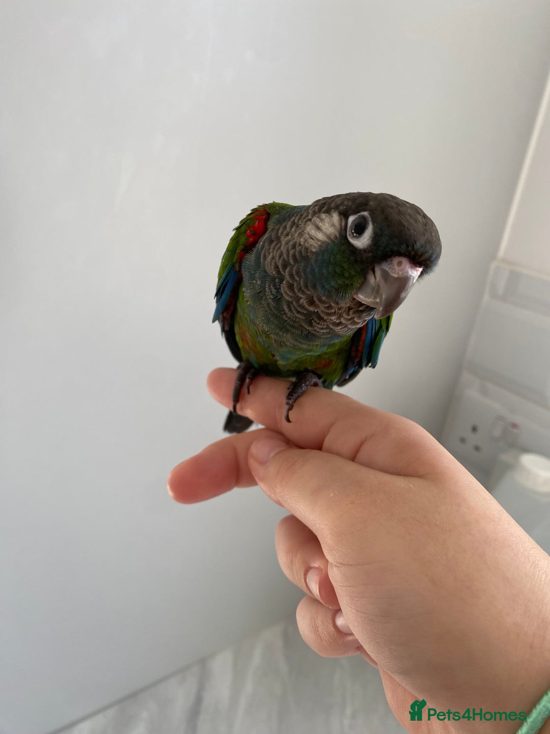 Conures birds for sale: Hand reared silly tame conure  - Image 12