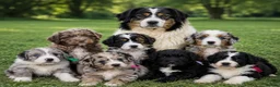Australian Shepherd dogs for sale: Aussiedoodle puppies F1 health tested parents  - Advert 1