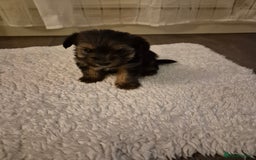 Yorkshire Terrier dogs for sale: Yorkshire terrier pappy for sale - Image 8