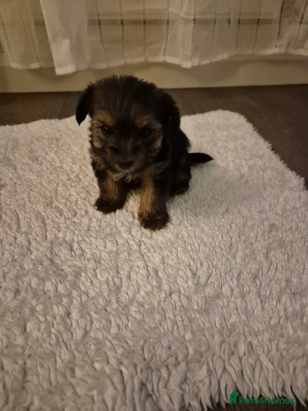 Yorkshire Terrier dogs for sale: Yorkshire terrier pappy for sale - Image 8
