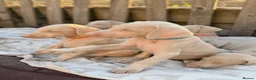 Dobermann dogs for sale: Exceptional White & Cream Doberman Puppies - Advert 34