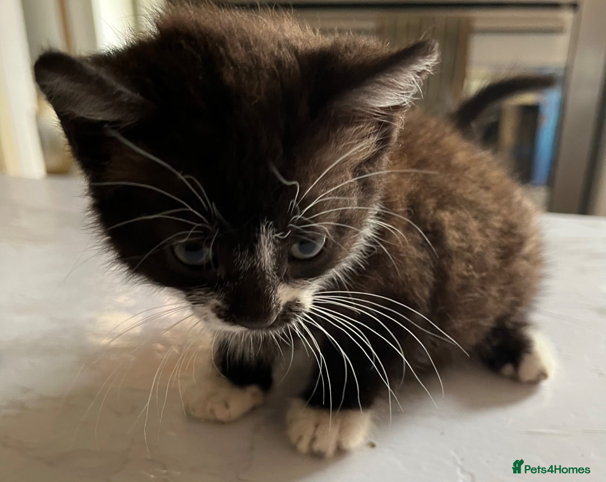 Mixed Breed cats for sale: 3 beautiful kittens for sale  - Advert 12