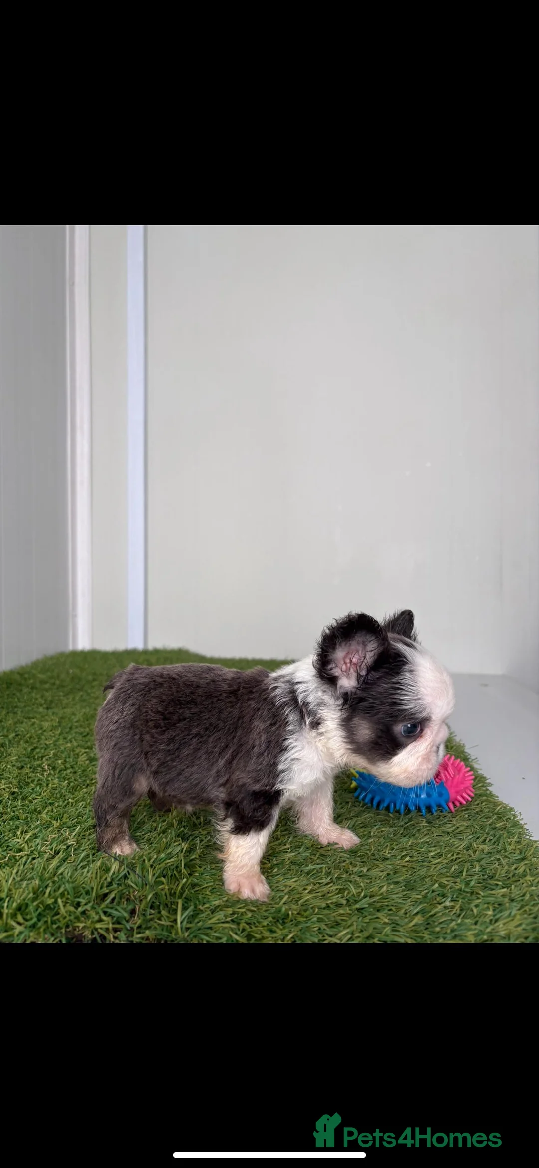 French Bulldog dogs for sale: Luxury Female full fluffy panda husky  - Advert 4