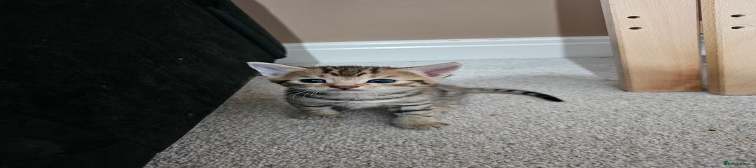 Mixed Breed Kitten 2