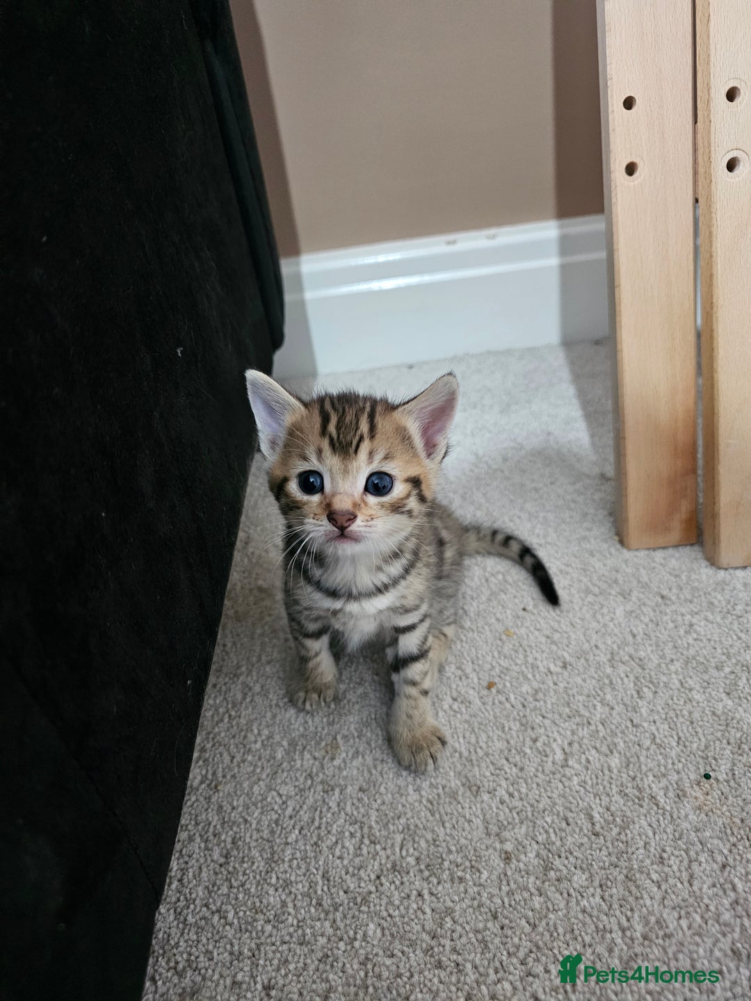 Mixed Breed cats for sale: Five Stunning Bengal X Kittens For Sale  - Image 25