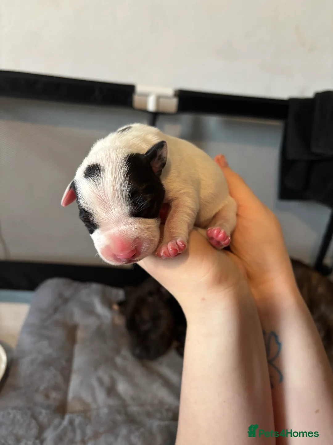 Mixed Breed dogs for sale: Staffy x Labrador Puppies – £700 – Bedford - Advert 1