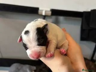 Mixed Breed dogs Staffy x Labrador Puppies – £700 – Bedford - Advert 1