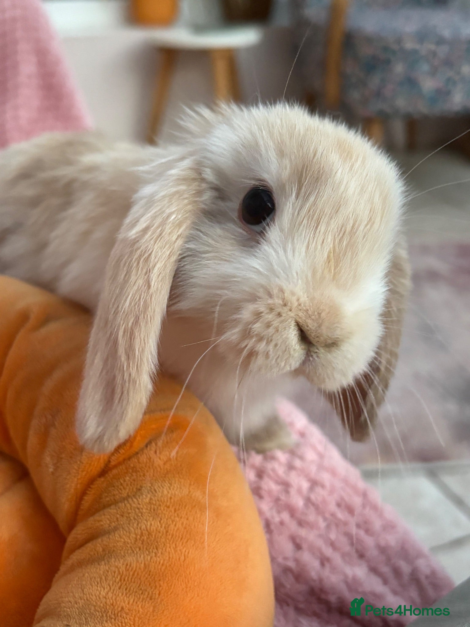 Mini Lop rabbits Mini lops-vaccinated-raised indoors  - Advert 1