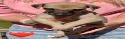 Whippet dogs for sale: Exceptional KC BITCH Whippet puppy  - Advert 18