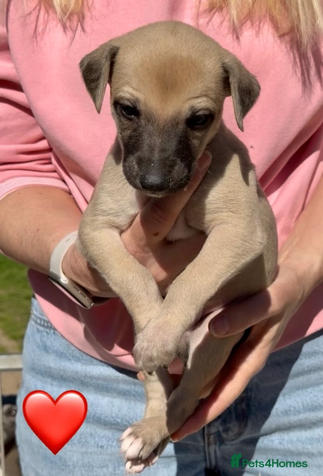 Whippet dogs for sale: Exceptional KC BITCH Whippet puppy  - Advert 18