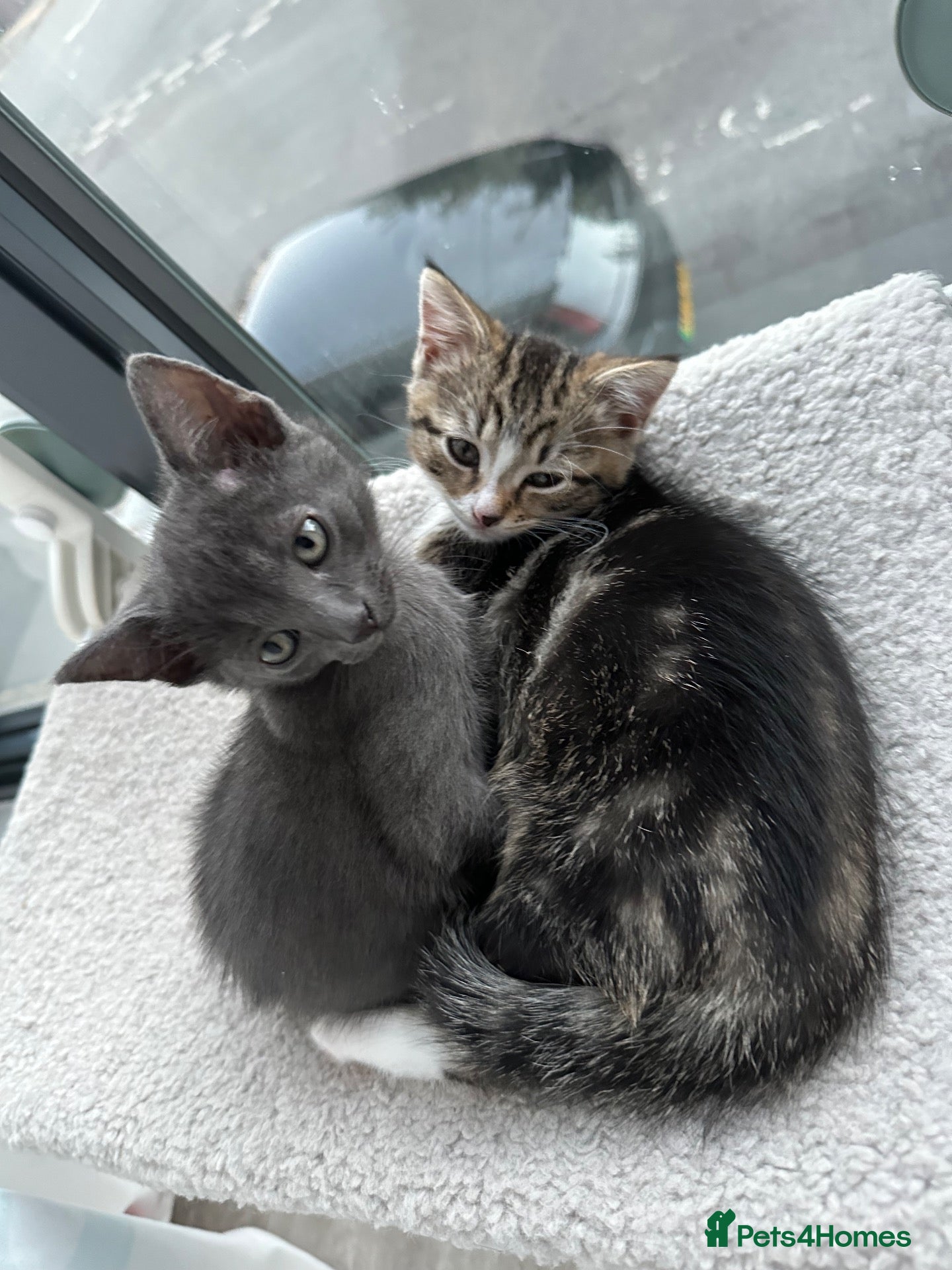 Mixed Breed cats Grey male kitten - Advert 2