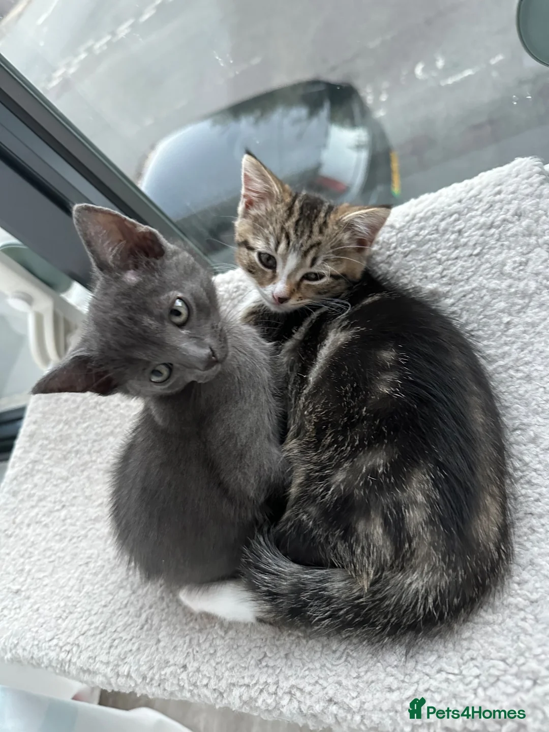 Mixed Breed cats for sale: Grey male kitten - Advert 1