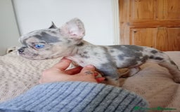 French Bulldog dogs for sale: REDUCED !!!! FRENCH BULLDOG PUPS / READY NOW!!! - Image 6
