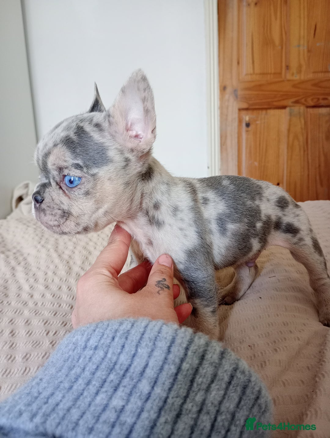 French Bulldog dogs for sale: REDUCED !!!! FRENCH BULLDOG PUPS / READY NOW!!! - Image 6