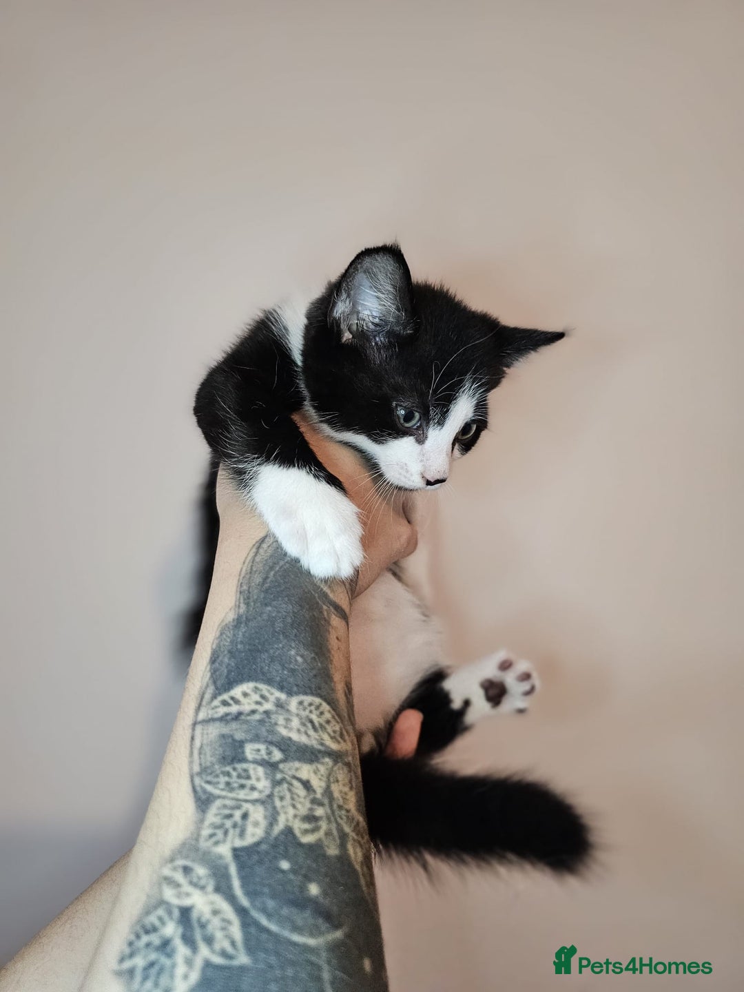 Mixed Breed cats for sale: Beautiful kittens looking for a forever homes - Advert 7