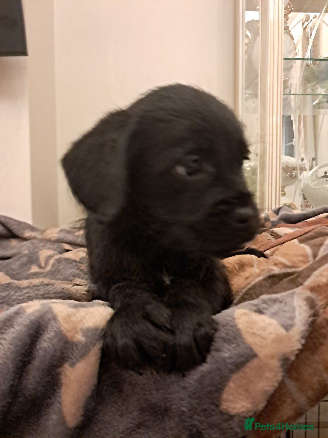 Mixed Breed dogs for sale: Froodles French bulldog x poodle - Advert 4
