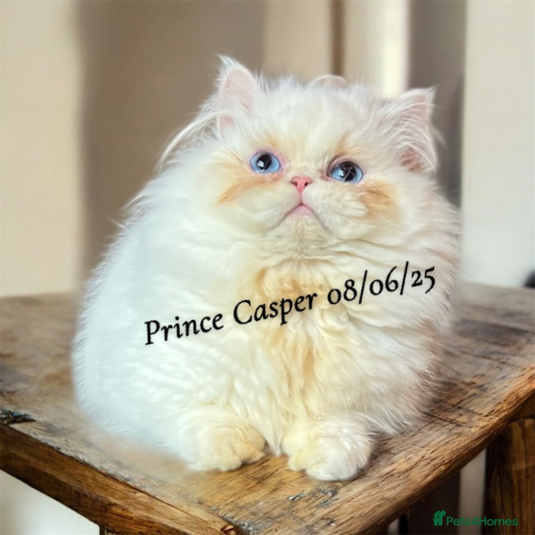 Munchkin cats for sale: Quality & Extremely Rare Persian Napoleon Minuets - Advert 9