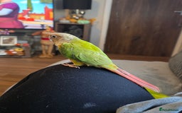 Conures birds for sale: Pineapple conures. Must go together. - Image 3